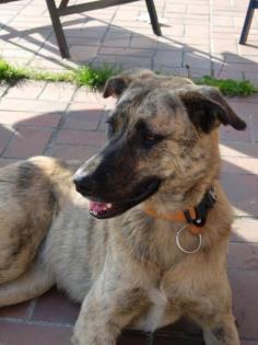 Susie - Schmusehund sucht eine Familie