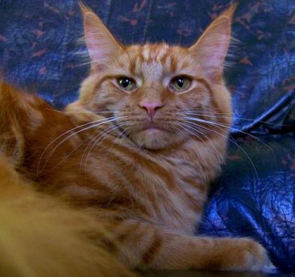 Maine Coon Katze in red.