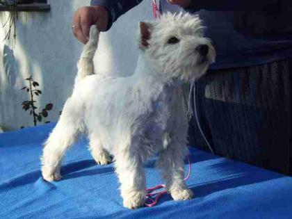 Klasse West Highland White Terrier Hündin 7 monate