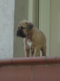 Keine Boxer Welpen, sondern robuste