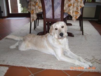 Labradoodle Deckrüde