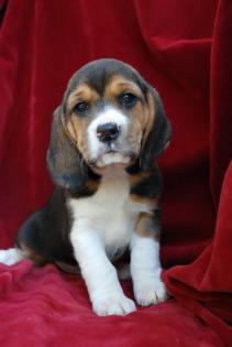 Beagle Welpen