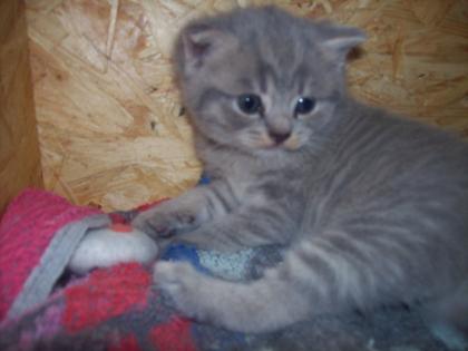 Reinrassige BKH Kitten in liebevolle Hände abzugeben