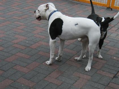 Amerikanische Bulldogge Rüde 7 Monate