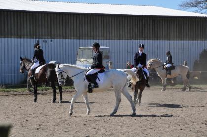 Suche Reitbeteiligung nähe Eckernförde