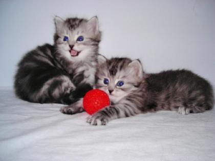 Sibirische Katzenbabys  aus Russland