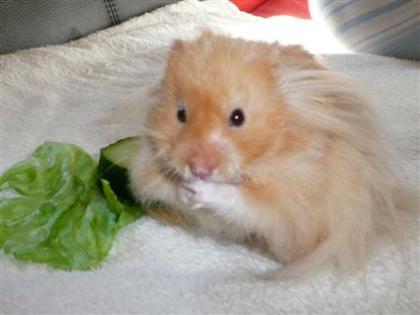 Handzahmer Hamsterjunge sucht ein neues liebevolles Zuhause