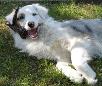 Australian Shepherd Junghündin!