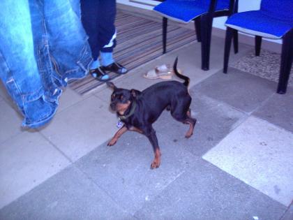 Zwergpinscher dekrüde