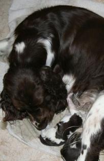 Springer Spaniel Welpen, Springer Nest Kennel