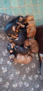 Minimix Welpen papillon x yorkshire x pekinese x jack russel