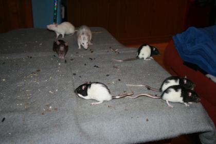 5 weibliche Ratten abzugeben