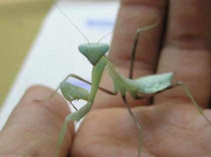 Hierodula Membranacea (Indische Riesengottesanbeterin)!!!