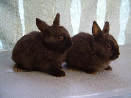 Süße Zwergkaninchen Babys aus kleiner Hobbyzucht