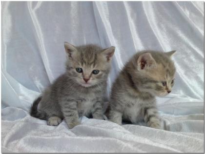 BKH / Wiskas-Kätzchen (Silver-Tabbys) abzugeben