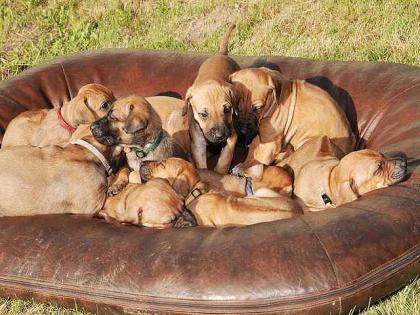 10 Rhodesian Ridgeback Welpen ab Juli abzugeben