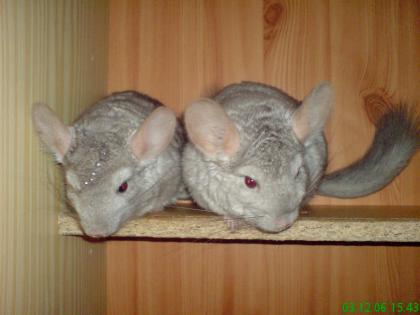 Verschenke 2 Chinchilla weibchen