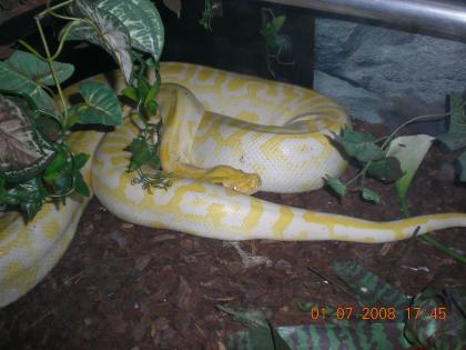 Verkaufe große Albino Tigerpython 1.0 / 8Jahre alt