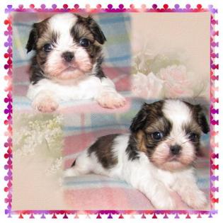 Shih Tzu Engelchen