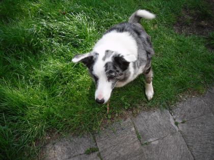 Border Collie abzugeben!!