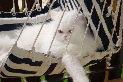 Weiser Perserdeckkater freut sich auf Damenbesuch...