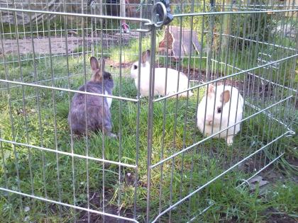 3 Geschwister-Zwergkaninchen