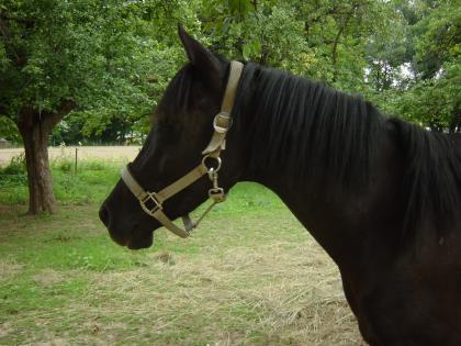 Biete Reitbeteiligung auf zierlichem Araber in Veitshöchheim