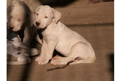 Wir haben noch 2 Dogo Argentino Hündinnen Welpen