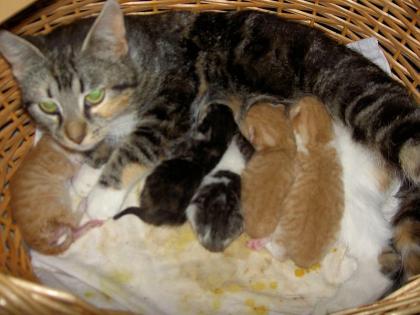 Süße Katzenbabies suchen ein Zuhause