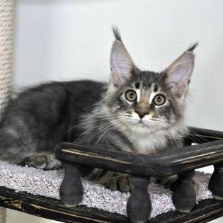 Bezaubernde Maine Coon Kitten mit Stammbaum