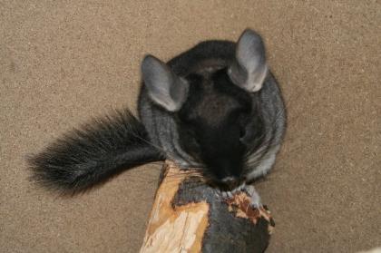 Süße Chinchilla suchen neues, liebevolles Zuhause!