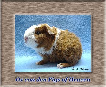 Süße, zutrauliche Meerschweinchen aus Hobbyzucht 