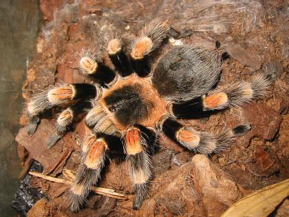 Brachypelma adulte Weibchen verschiedene sorten.