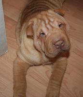 Informatives Sharpei Forum sucht noch neue Mitglieder