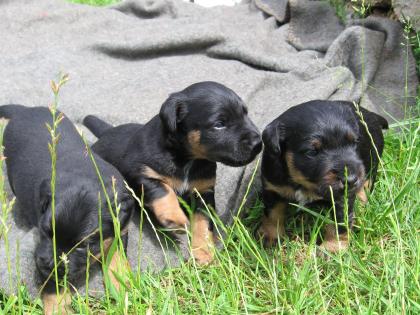 Deutsche Jagdterrier-Welpen zu verkaufen