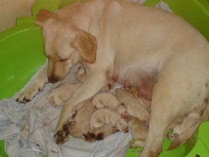 10 Labrador Welpen Blonde und Weisse