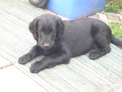 Flat Coated Retriever