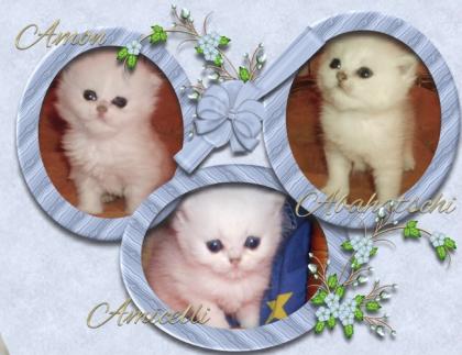 Süsse Exotic Shorthair und Perserkaterchen