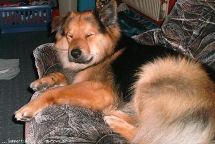 Deckrüde sucht Weibchen 