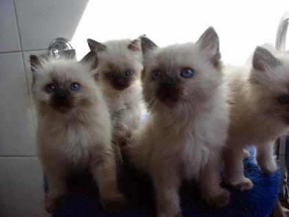 5 Ragdoll Babies suchen ein liebes zu Hause 