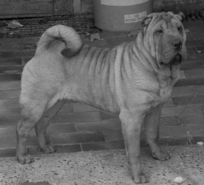 Informatives Sharpei Forum sucht noch neue Mitglieder