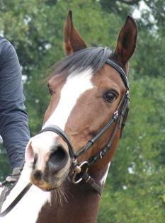 RB auf 12jährigen Araber-Trakehnerschecken