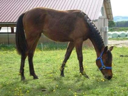 American Indian Horse