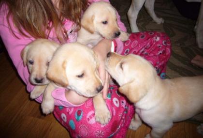 Golden Retriever Welpen