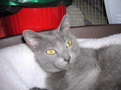Behinnderte Katze Fity-abgeschoben!