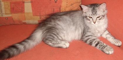 Maine Coon Kitten suchen neue Dosenöffner