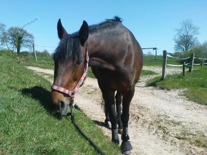 Reitbeteiligung in Flüggendorf zu vergeben!