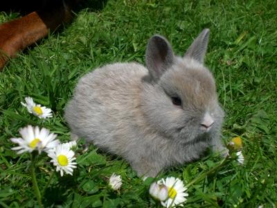 6.W alte MINI Zwergkaninchen von Anjas-Zwergkaninchenwelt