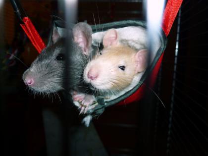 2 Weibliche Ratten abzugeben, 4 Monate alt incl Zubehör und Käfig