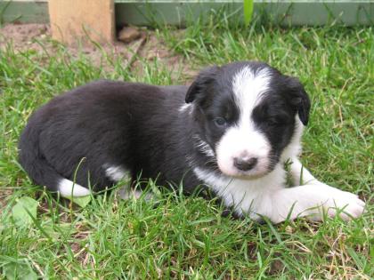 Border Collie Welpen